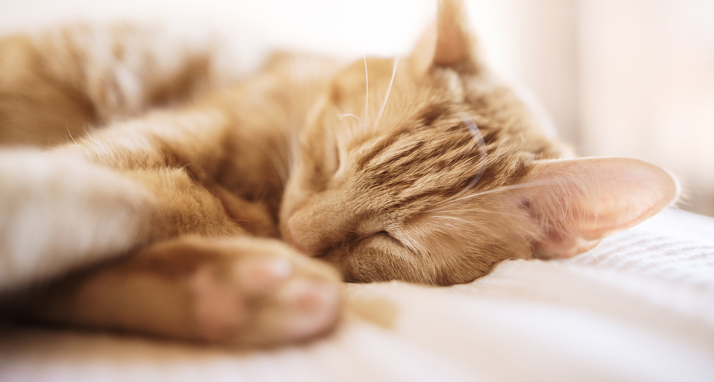 Hoeveel slaapt een kat en waarom slapen ze zo veel? Pets Place Hoeveel slaapt een kat en waarom slapen ze zo veel? Pets Place