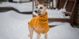 Hond kleding
