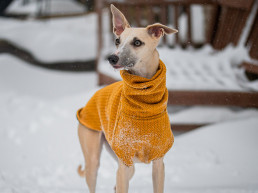 Hond kleding