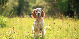 Hondenvoer voor grote honden
