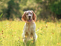 Hondenvoer voor grote honden