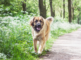 Hondenvoer voor zeer grote honden