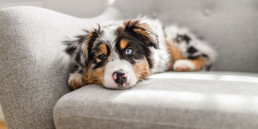Maag-darmstelsel en darmproblemen hond