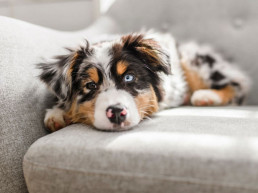 Maag-darmstelsel en darmproblemen hond