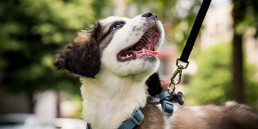 Hond aan de lijn leren lopen