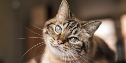 katten adopteren