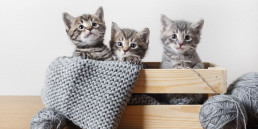 kitten kopen
