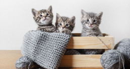 kitten kopen