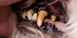 gebit oudere honden