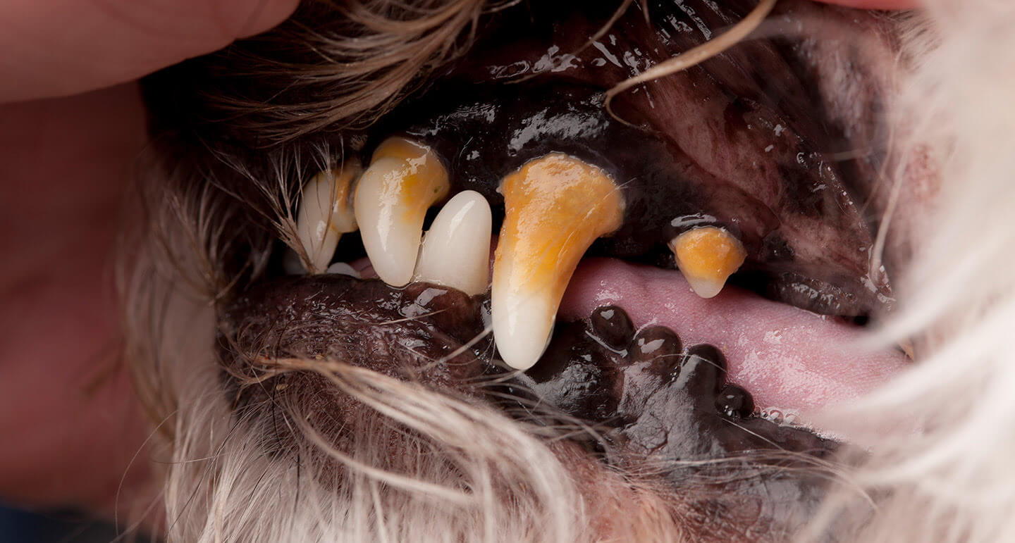 rotte tanden hond