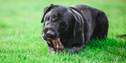 Hond kauwen