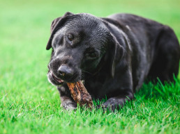 Hond kauwen