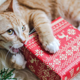 Kerstcadeau hond