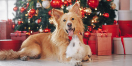 Kerstkaart maken van je huisdier