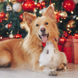 Kerstkaart maken van je huisdier