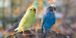 Binnenvogels in de winter verzorgen - advies Pets Place