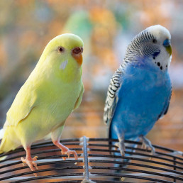 Binnenvogels in de winter verzorgen - advies Pets Place