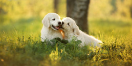 Puppy verkopen