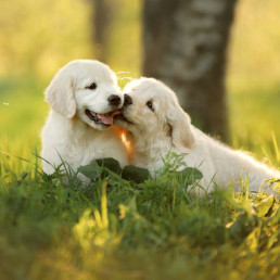 Puppy verkopen