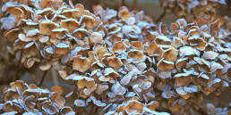 Planten beschermen tegen vorst