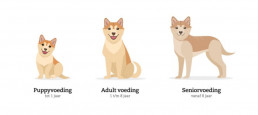 Voeding middelgrote hond