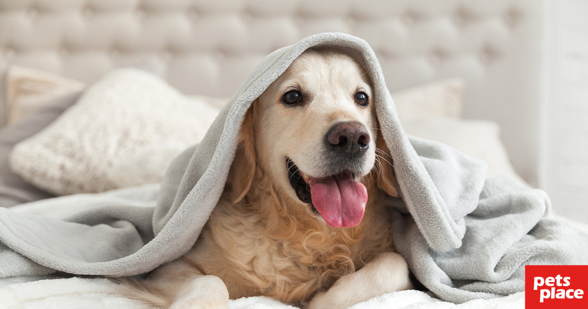 Een huisdier in bed wel of geen goed idee? Pets