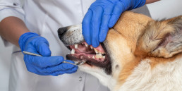 Gebitsreiniging hond kat