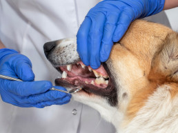 Gebitsreiniging hond kat