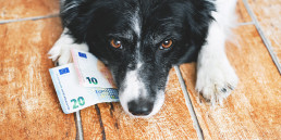 Hoeveel kost een huisdier