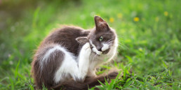 Oormijt kat