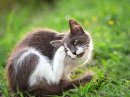 Oormijt kat