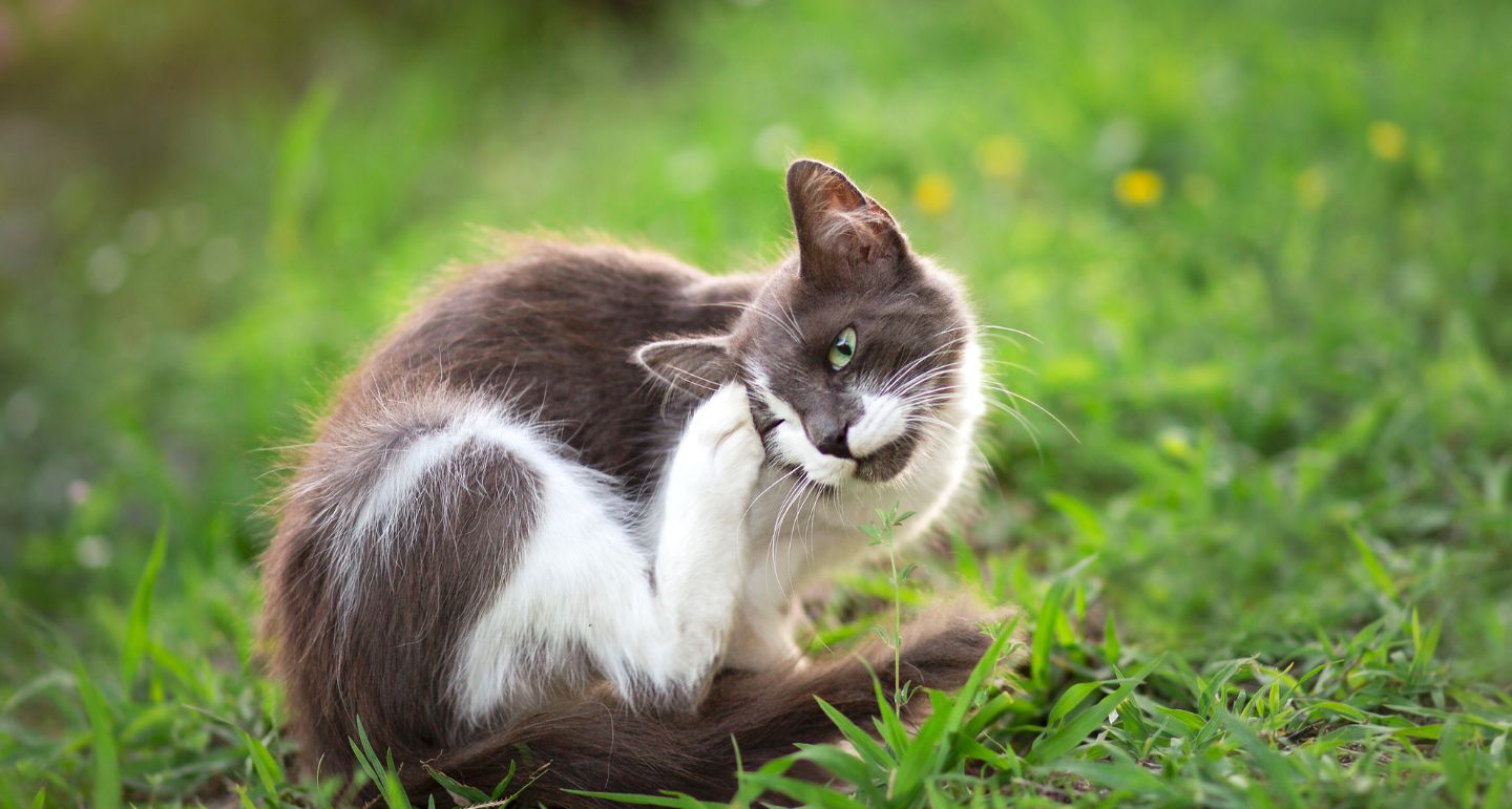 Oormijt kat symptomen en behandelen! Pets Place