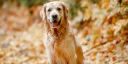 Dagschema grote hond