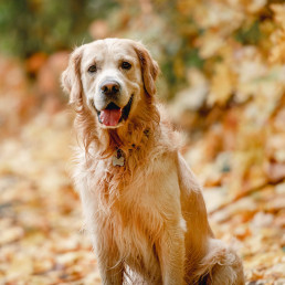 Dagschema grote hond