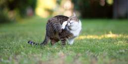 Allergie kat