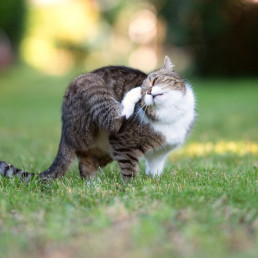 Allergie kat