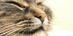 Kat neus