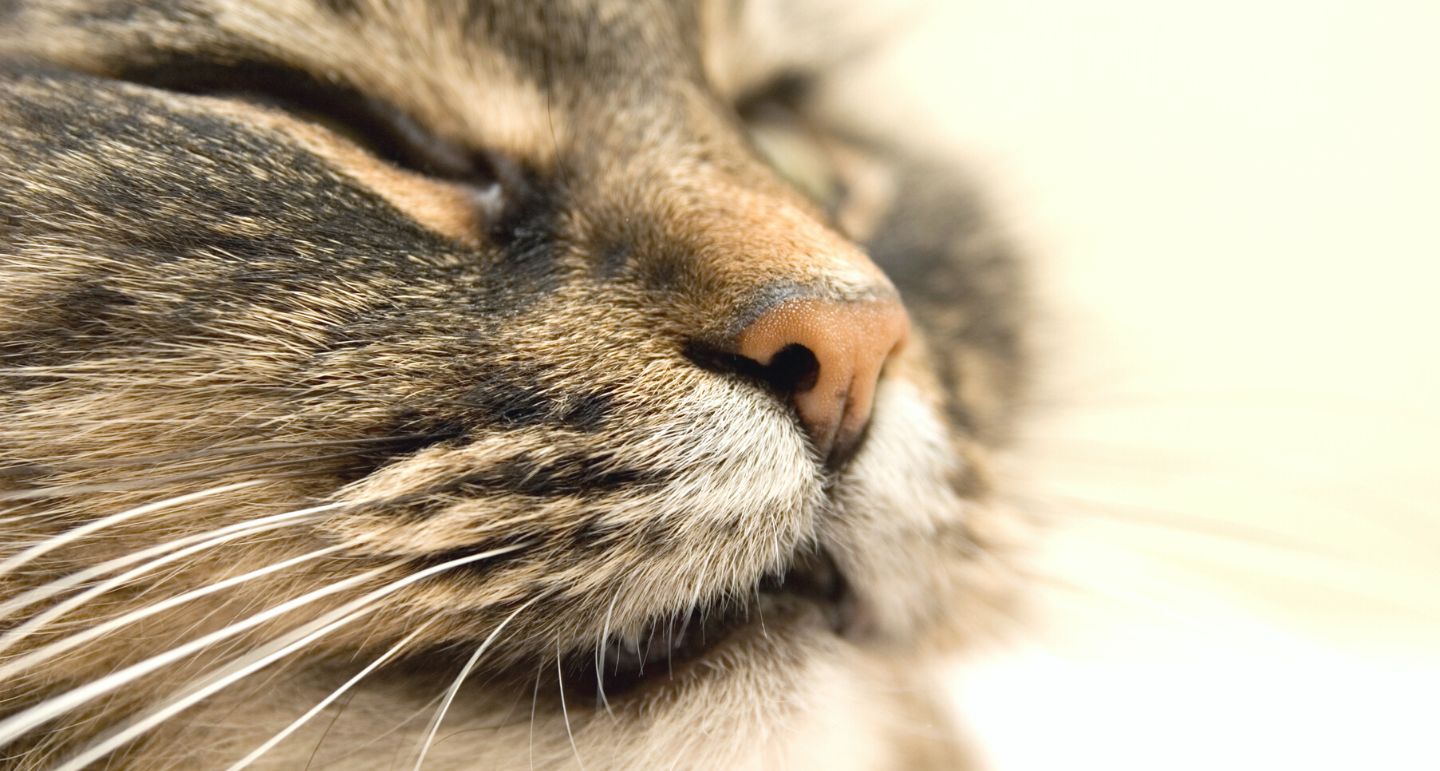 Kattenneus alles over de werking en problemen! Pets Place