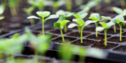 Moestuin beginnen