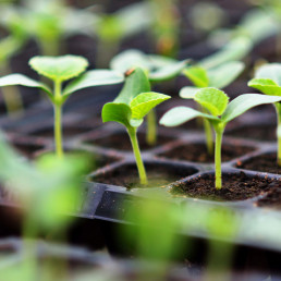 Moestuin beginnen