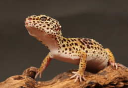 luipaardgekko uiterlijk