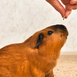 Cavia met supplementen
