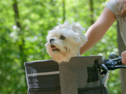 Fietsen met hond