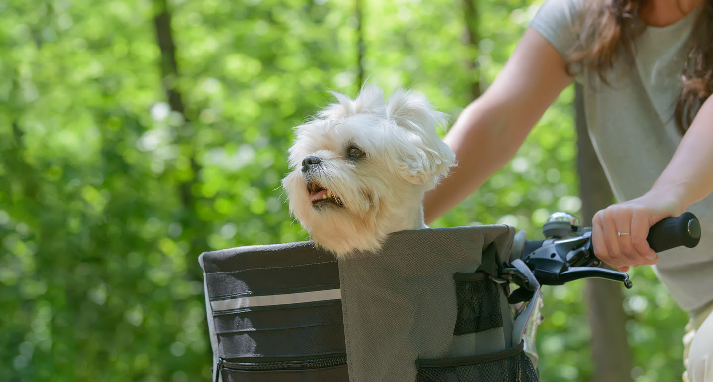 Fietsen met je hond? Lees hier handige tips! Pets Place!