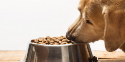 voer voor oudere honden