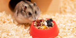 hamstertanden