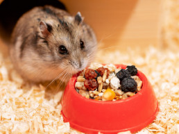 hamstertanden