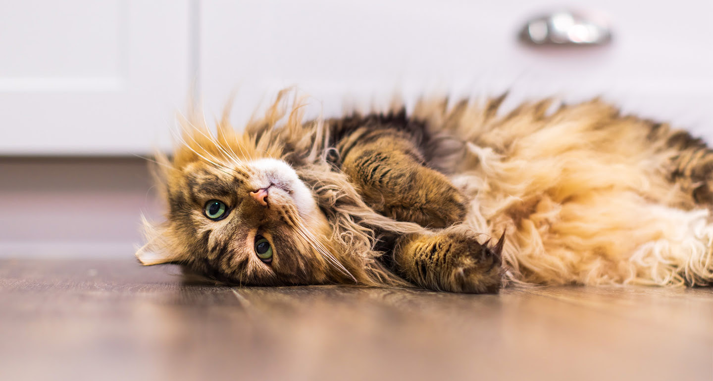 Krolse kat? Lees hier tips en meer over krolsheid van katten - Pets Place