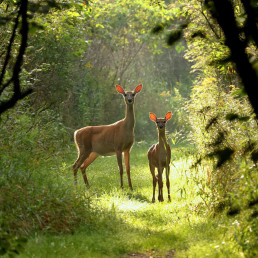 Bronsttijd wilde dieren