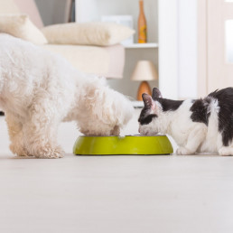 Biologisch hondenvoer en kattenvoer